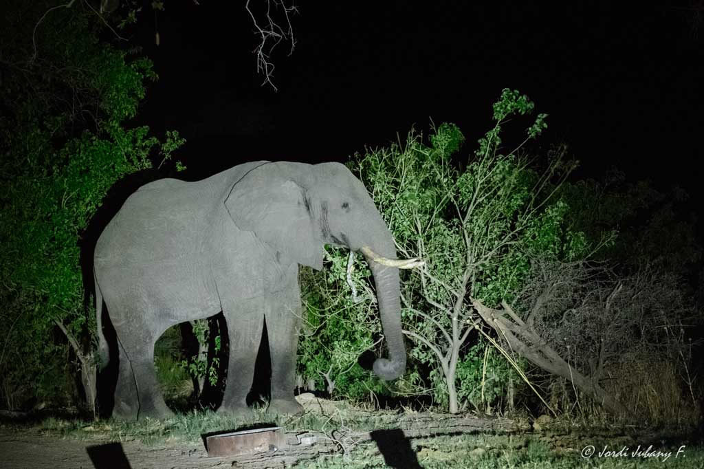 Elefante nocturno en Third Bridge