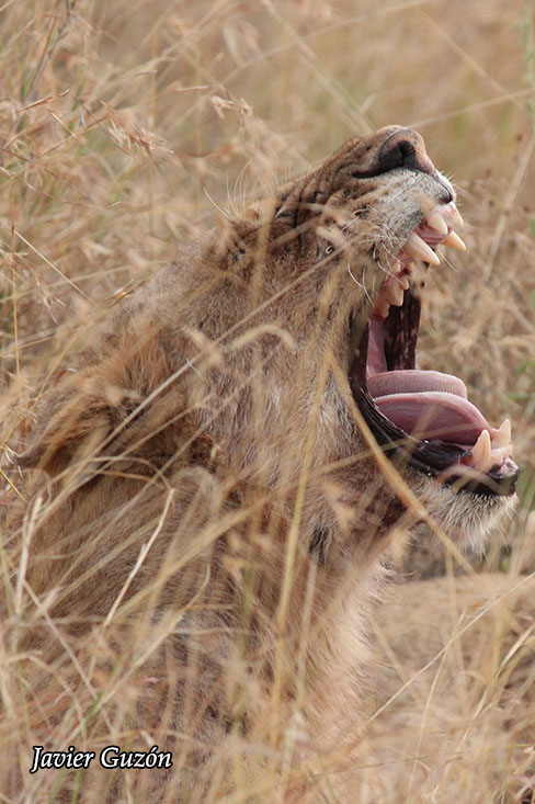 Leona entre las hierbas