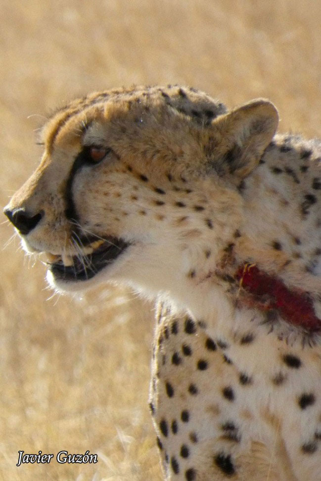 Guepardo con una gran herida en el cuello