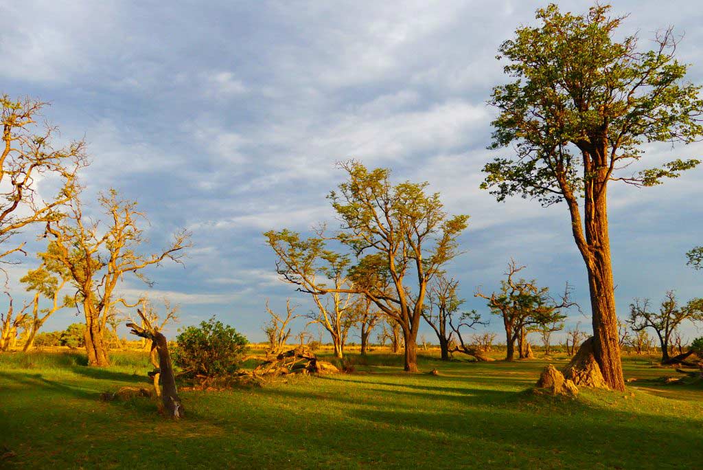 Paradise Pools, Xakanaxa. Delta del Okavango.